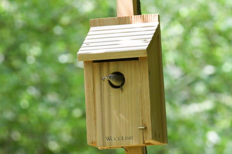 When To Clean Out Bird Houses Each Year (And When Not To) Bird Feeder Hub