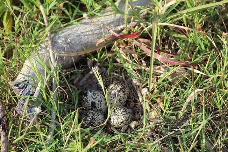 13 Examples of Ground Nesting Birds (With Pictures) Bird Feeder Hub