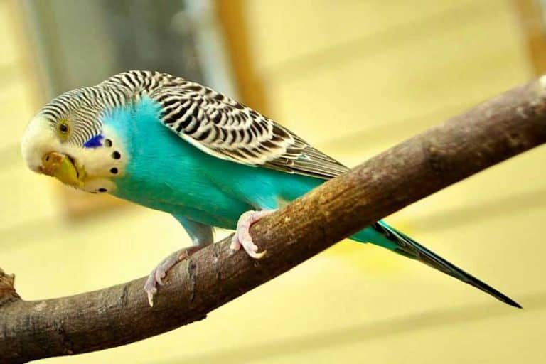 Parrots in Florida (17 Species With Pictures) Bird Feeder Hub