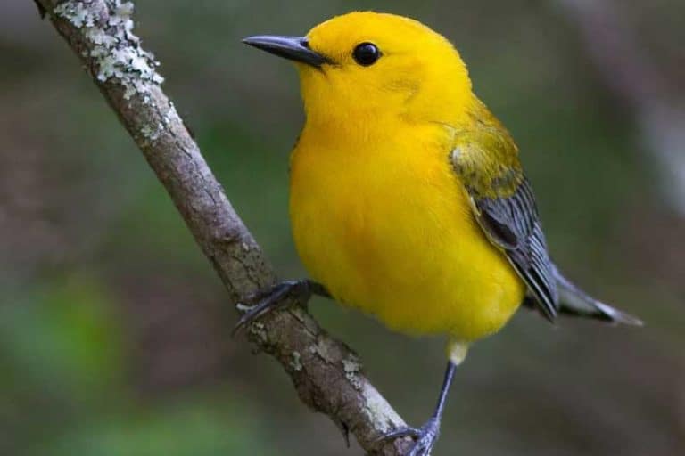 Here are 15 Types of Yellow Birds (With Pictures) Bird Feeder Hub