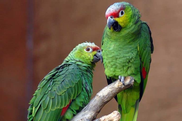 Parrots in Florida (17 Species With Pictures) Bird Feeder Hub