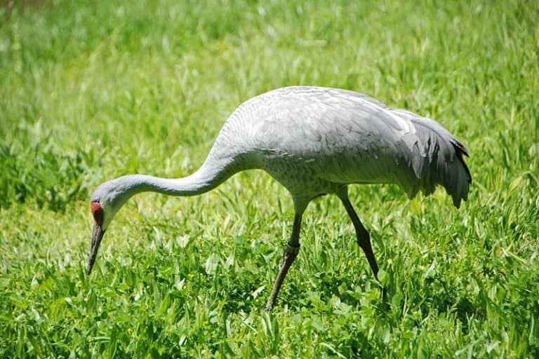 Image showcasing 15 Types of Birds That Eat Snakes (Pictures) - Bird Feeder Hub
