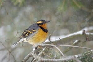 15 Bird Species with Orange Bellies (Pictures)