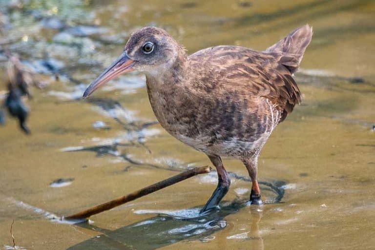 13 Examples of Ground Nesting Birds (With Pictures) Bird Feeder Hub