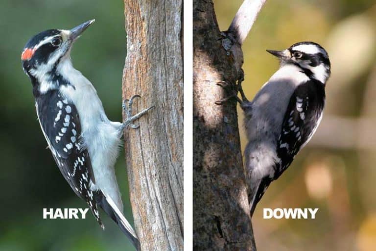 Downy vs Hairy Woodpecker (8 Differences) Bird Feeder Hub