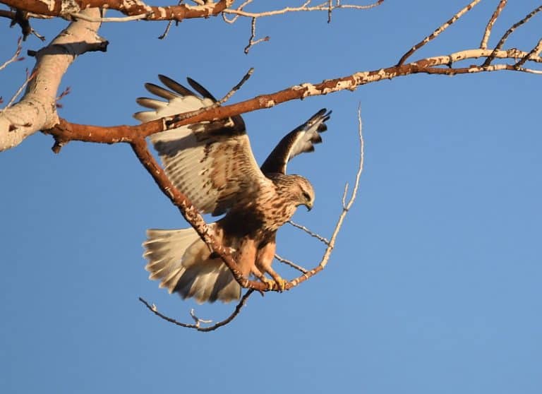 9 Types of Hawks Found in Iowa (with Photos) Bird Feeder Hub