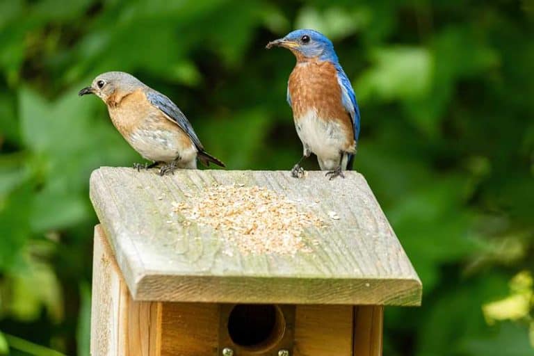 20 Awesome Facts About Eastern Bluebirds - Bird Feeder Hub