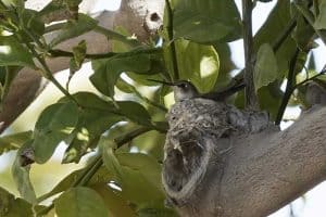 All About Hummingbird Nests (Nest Facts: 12 Species) - Bird Feeder Hub