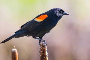 Black Birds with Red Wings (What Species?)