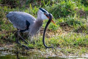 15 Types of Birds That Eat Snakes (Pictures)