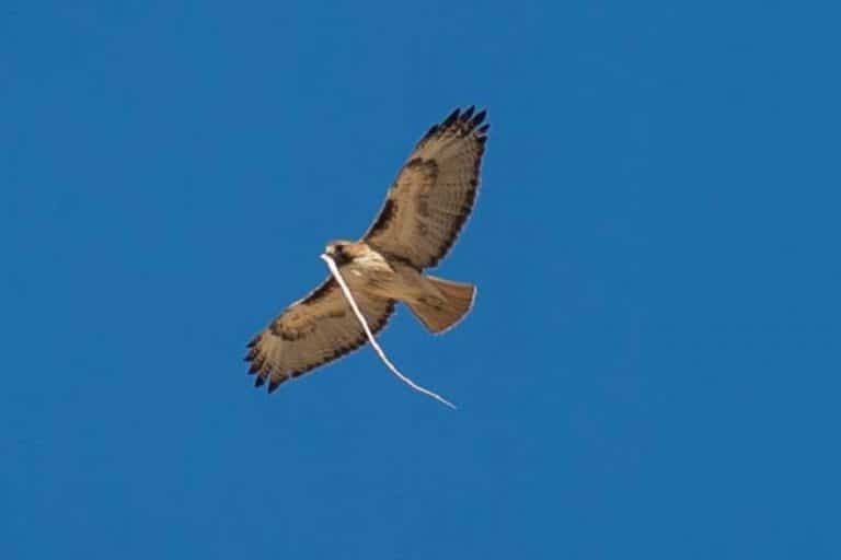 15 Types of Birds That Eat Snakes (Pictures) Bird Feeder Hub