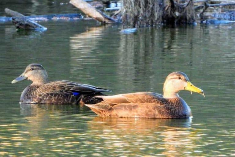 Ducks in Minnesota (17 Species With Pictures) Bird Feeder Hub