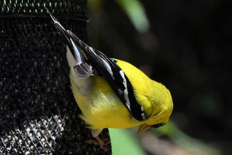 20 Interesting Facts About American Goldfinches - Bird Feeder Hub