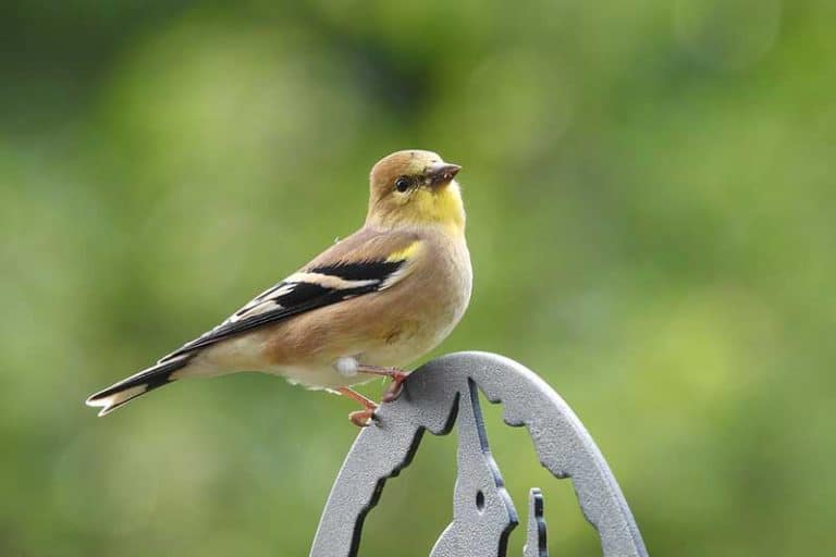 20 Interesting Facts About American Goldfinches - Bird Feeder Hub