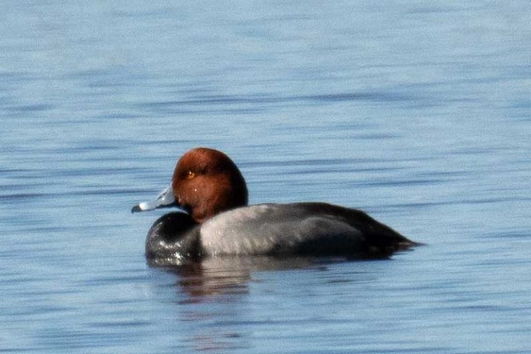 Ducks in Minnesota (17 Species With Pictures) Bird Feeder Hub