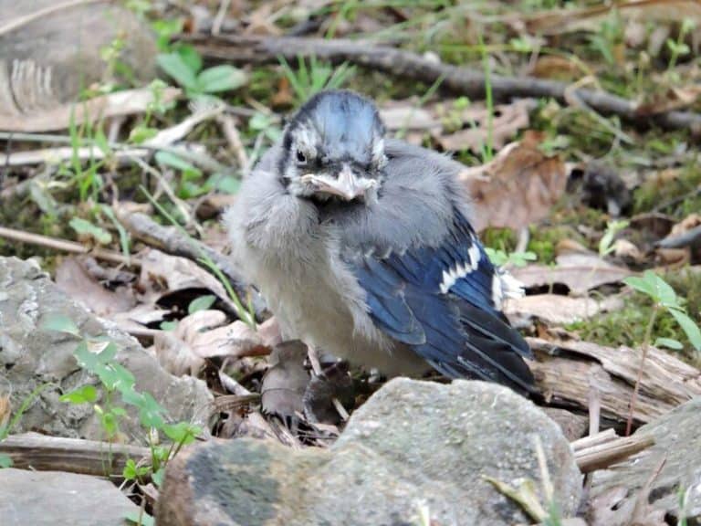 What Do Baby Blue Jays Eat? Bird Feeder Hub