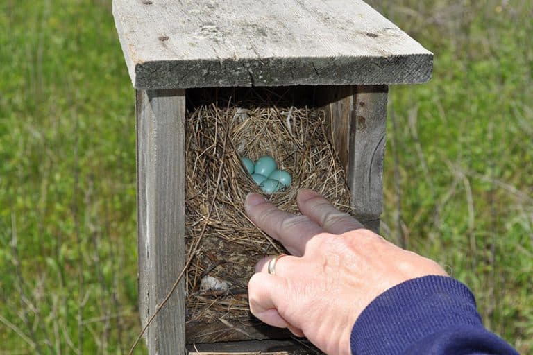 When Do Baby Birds Leave the Nest? (9 Examples) Bird Feeder Hub