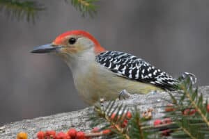 8 Common Woodpecker Characteristics