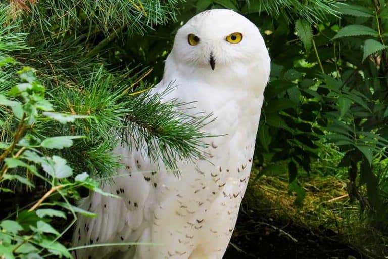 31 Quick Facts About Snowy Owls - Bird Feeder Hub