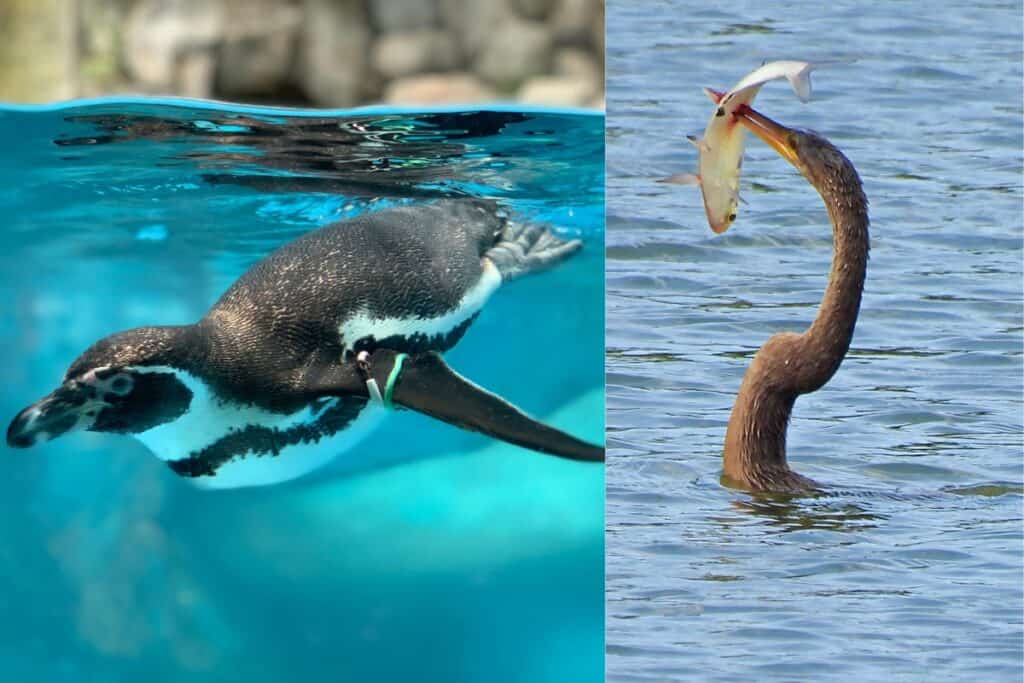 10 Types of Birds That Swim Underwater (With Pictures) Bird Feeder Hub