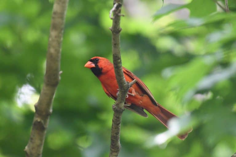 Learn How to Attract Cardinals with These Easy Tips Bird Feeder Hub