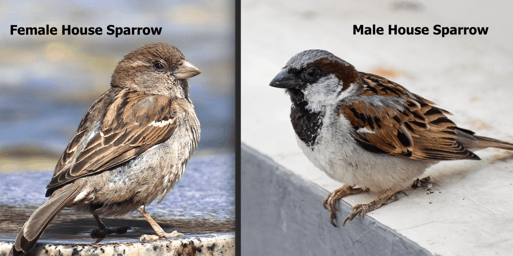 House Sparrow Female And Male House Sparrow Female And Male