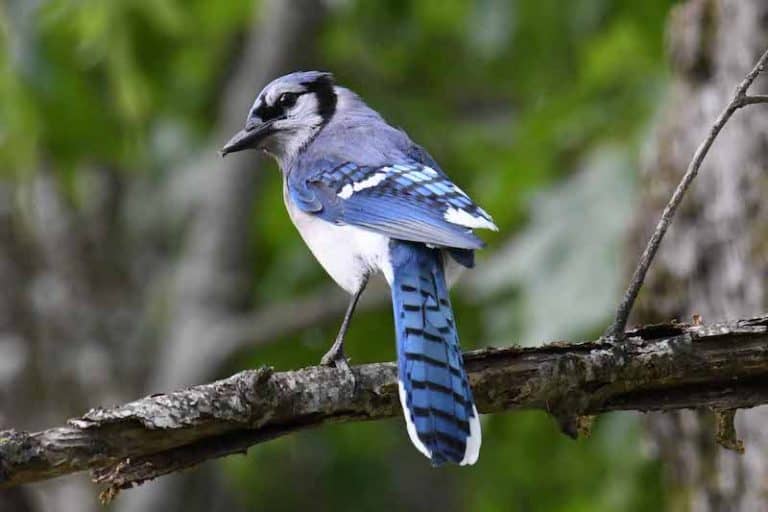 25 Backyard Birds in Connecticut (Pictures) Bird Feeder Hub