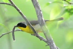 25 Backyard Birds In Iowa (with Pictures)