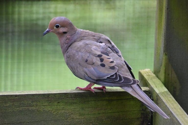 27 Species of Backyard Birds in New York (Pictures) Bird Feeder Hub