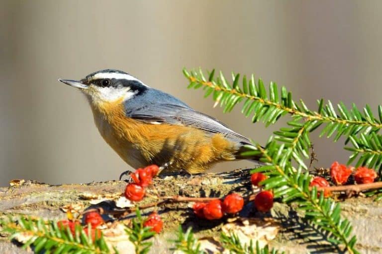 26 Backyard Birds In Washington State (Pictures, Facts) Bird Feeder Hub