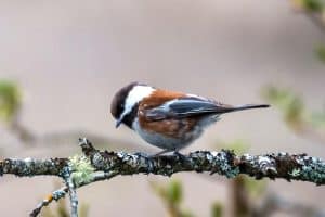 32 Birds That Start With C (with Pictures)