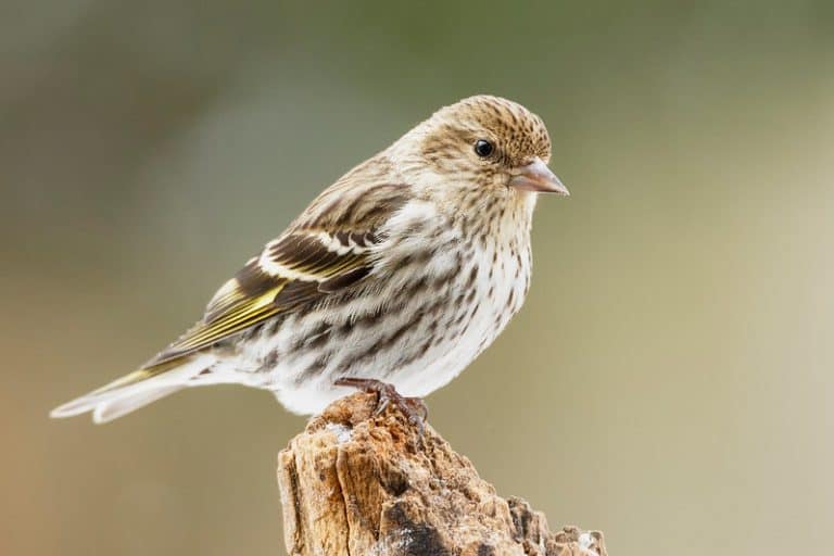 26 Backyard Birds In Washington State (Pictures, Facts) Bird Feeder Hub