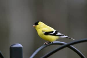 26 Backyard Birds In Minnesota (Pictures)