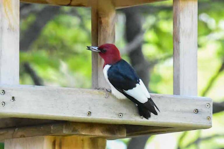 27 Beautiful Backyard Birds In Mississippi (Pictures) Bird Feeder Hub