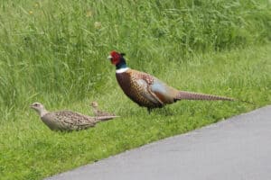 25 Backyard Birds In North Dakota (with Pictures)