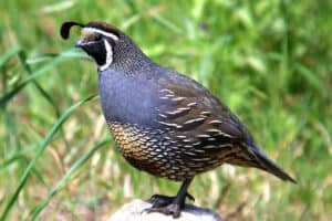 24 Backyard Birds in Utah (Pictures & Facts)