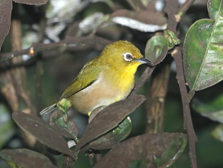 19 Species of Backyard Birds in Hawaii (Pictures) Bird Feeder Hub