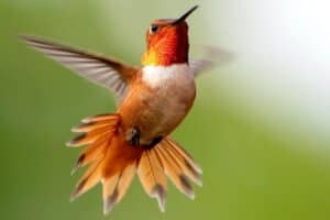 5 Hummingbirds in New Jersey (Common & Rare)