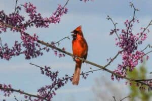 Cardinal Symbolism (Meanings & Interpretations)