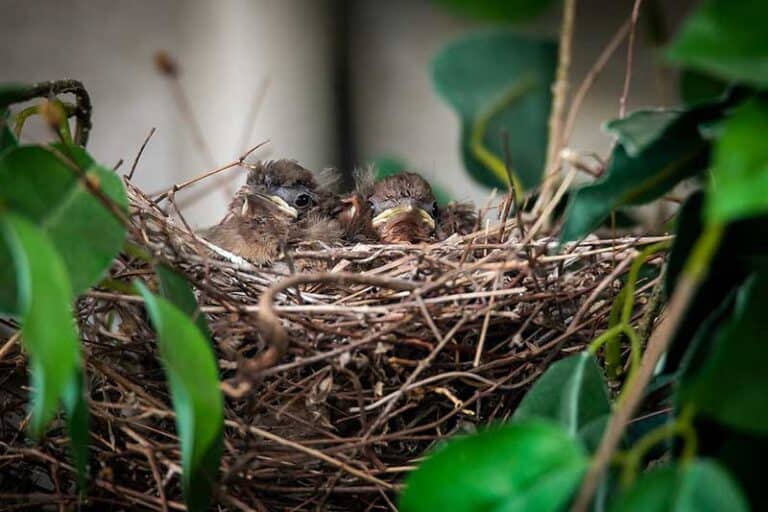 When Do Baby Birds Leave the Nest? (9 Examples) Bird Feeder Hub