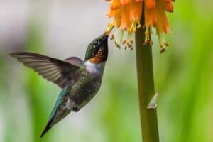 When to Put Out Hummingbird Feeders (Tips for Each State) - Bird Feeder Hub