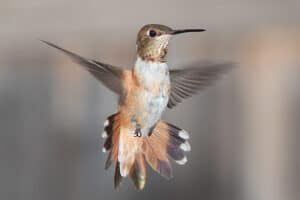 The 4 Hummingbirds in Alaska (With Pictures)
