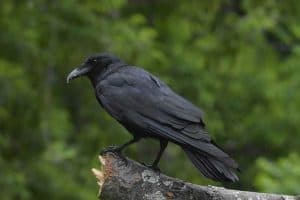 Crow Symbolism (Meanings & Interpretations)