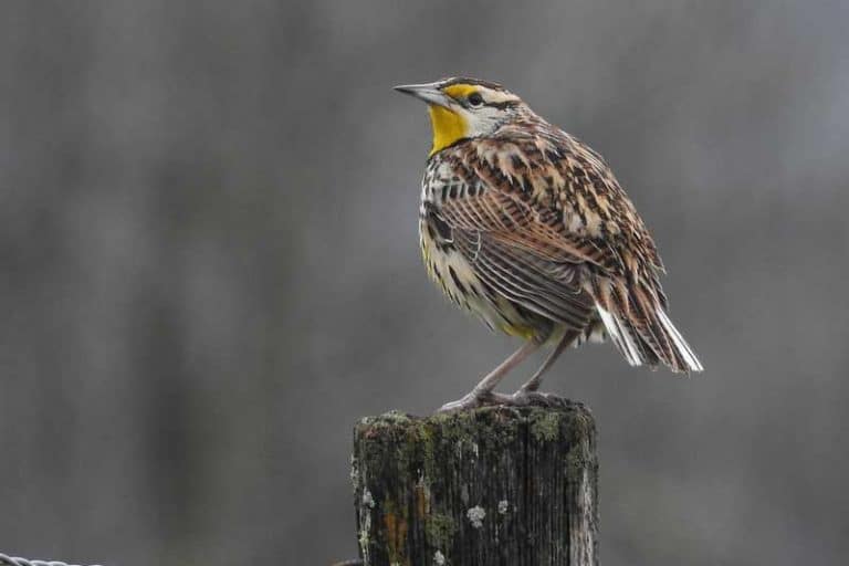 15 Types of Birds That Start With E (with Photos) Bird Feeder Hub