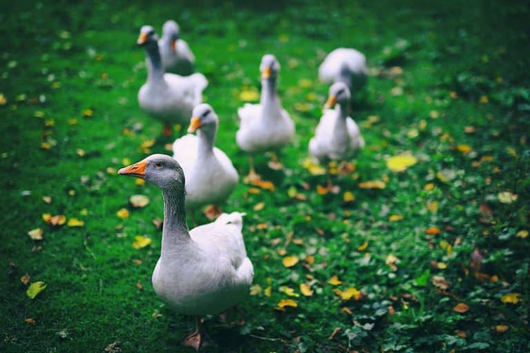 Why Do Geese Honk When They Fly? (Explained) Bird Feeder Hub