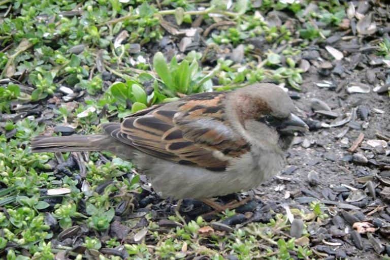 Why Do Birds Throw Seed Out of Feeders? (6 Reasons) Bird Feeder Hub