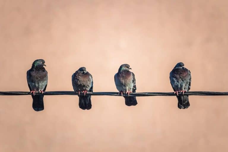 How Do Birds Sit on Power Lines? (Safely) Bird Feeder Hub