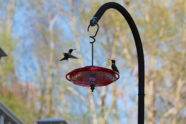Where To Hang A Hummingbird Feeder - 4 Simple Ideas - Bird Feeder Hub