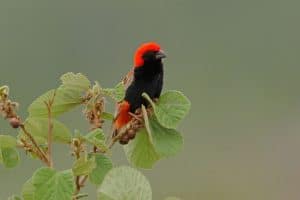 15 Birds That Start With Z (Pictures & Info)
