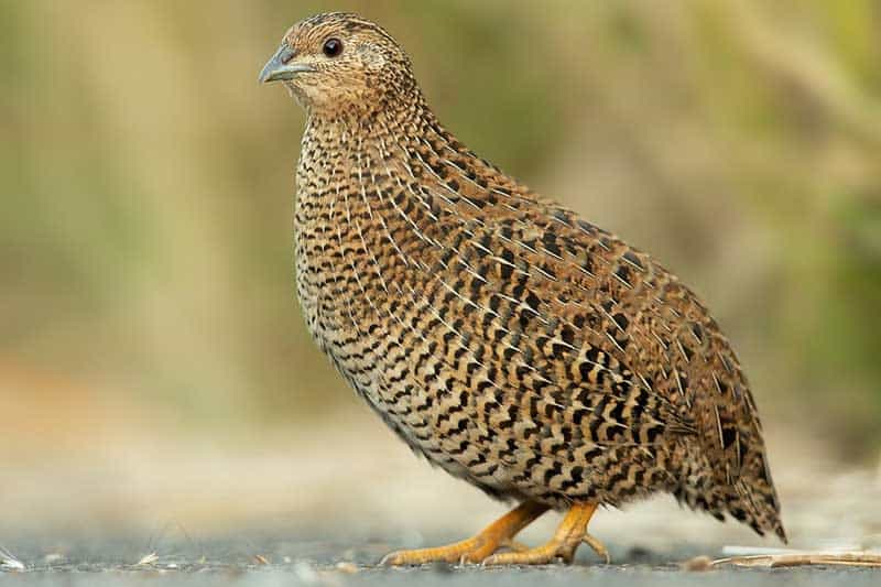 16 Birds That Start With J (Pictures & Facts) - Bird Feeder Hub